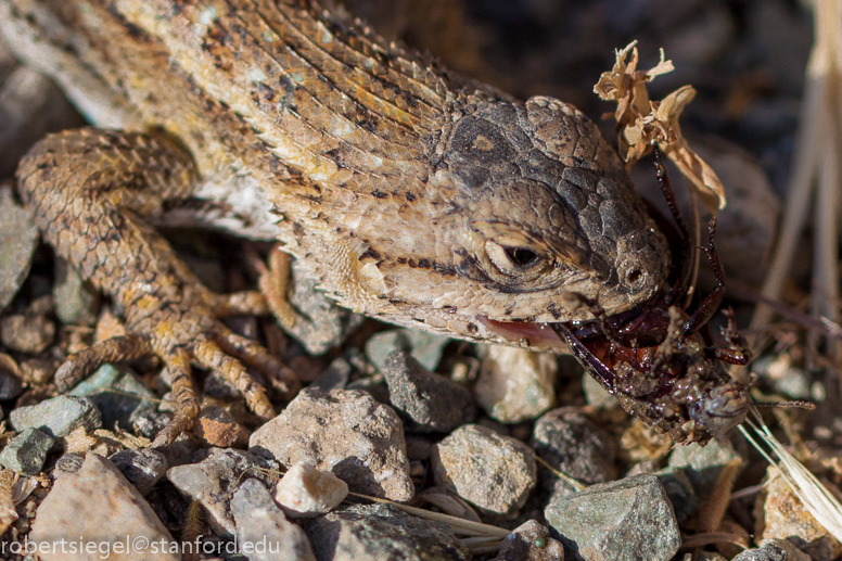 western fence lizard eating beetle